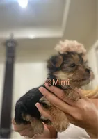 Tesa, a female Yorkshire Terrier for sale in Fort Myers, FL – 2 of 3
