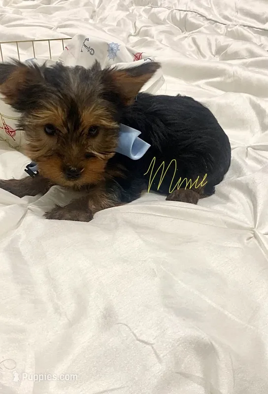 Peter – Yorkshire Terrier puppy for sale in Fort Myers, FL