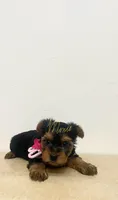Taylor , a female Yorkshire Terrier for sale in Fort Myers, FL – 2 of 3