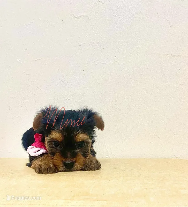 Taylor  – Yorkshire Terrier puppy for sale in Fort Myers, FL