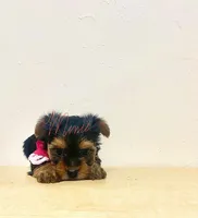 Taylor , a female Yorkshire Terrier for sale in Fort Myers, FL – 1 of 3