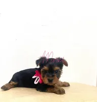 Taylor , a female Yorkshire Terrier for sale in Fort Myers, FL – 3 of 3