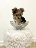 Peter , a male Yorkshire Terrier for sale in Fort Myers, FL – 2 of 3