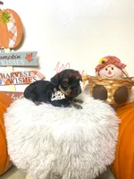 Luisa, a female Yorkshire Terrier for sale in Fort Myers, FL – 3 of 3