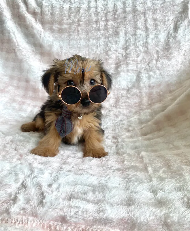 Jay Jay – Yorkshire Terrier puppy on hold in Fort Myers, FL