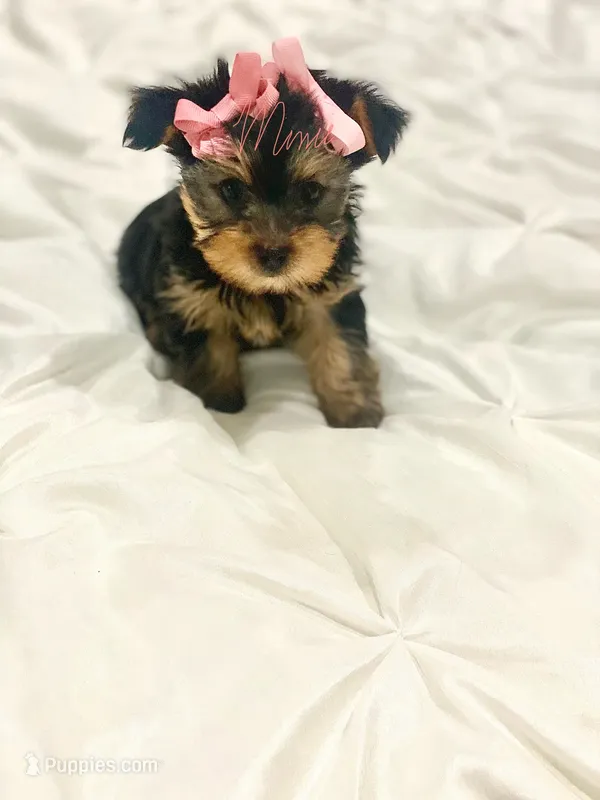 Allison – Yorkshire Terrier puppy for sale in Fort Myers, FL