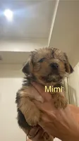 Jay Jay, a male Yorkshire Terrier for sale in Fort Myers, FL – 3 of 3