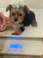 Tcup Peter , a male Yorkshire Terrier for sale in Fort Myers, FL – 3 of 4