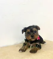 Summer, a female Yorkshire Terrier for sale in Fort Myers, FL – 2 of 3
