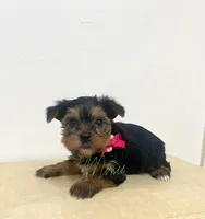 Summer, a female Yorkshire Terrier for sale in Fort Myers, FL – 3 of 3