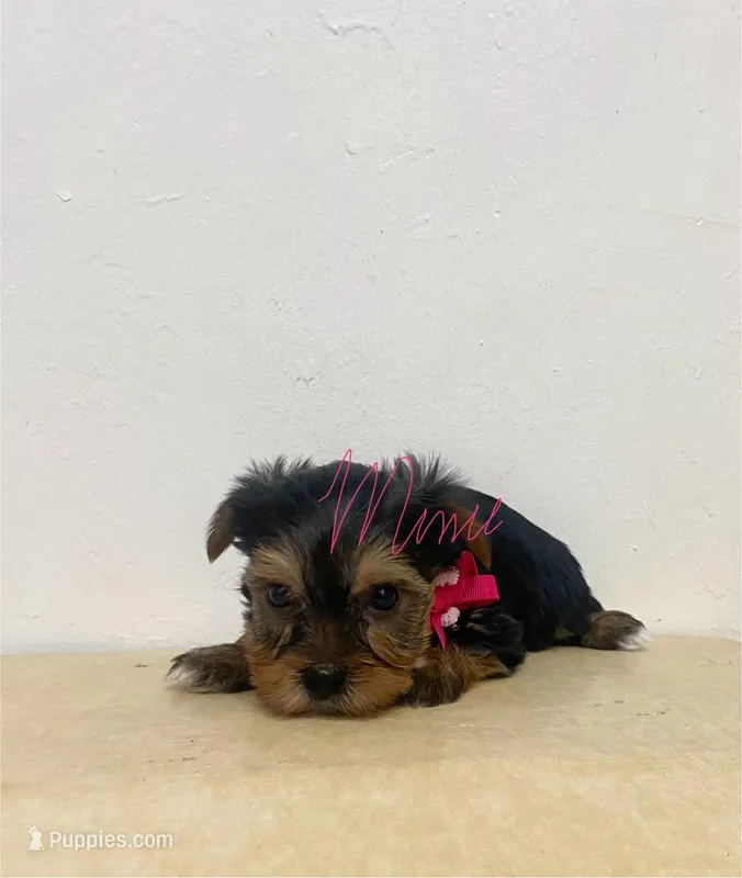 Summer – Yorkshire Terrier puppy for sale in Fort Myers, FL