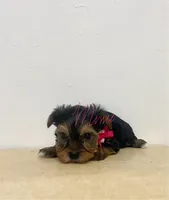 Summer, a female Yorkshire Terrier for sale in Fort Myers, FL – 1 of 3