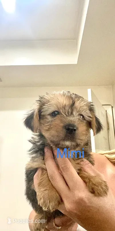 Jay Jay – Yorkshire Terrier puppy for sale in Fort Myers, FL