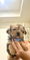 Jay Jay, a male Yorkshire Terrier for sale in Fort Myers, FL – 1 of 3