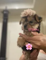 Tesa, a female Yorkshire Terrier for sale in Fort Myers, FL – 3 of 3