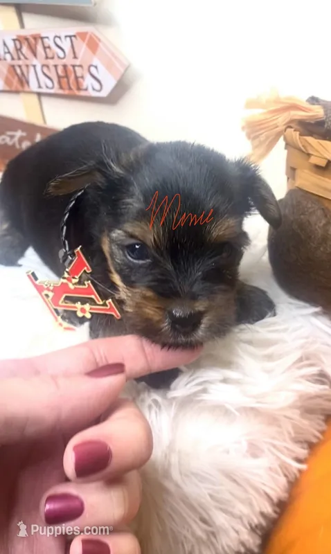 Luisa – Yorkshire Terrier puppy for sale in Fort Myers, FL