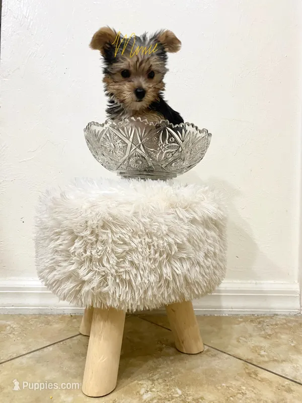 Peter  – Yorkshire Terrier puppy for sale in Fort Myers, FL