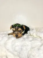 Coco, a male Yorkshire Terrier for sale in Fort Myers, FL – Photo 2 of 2
