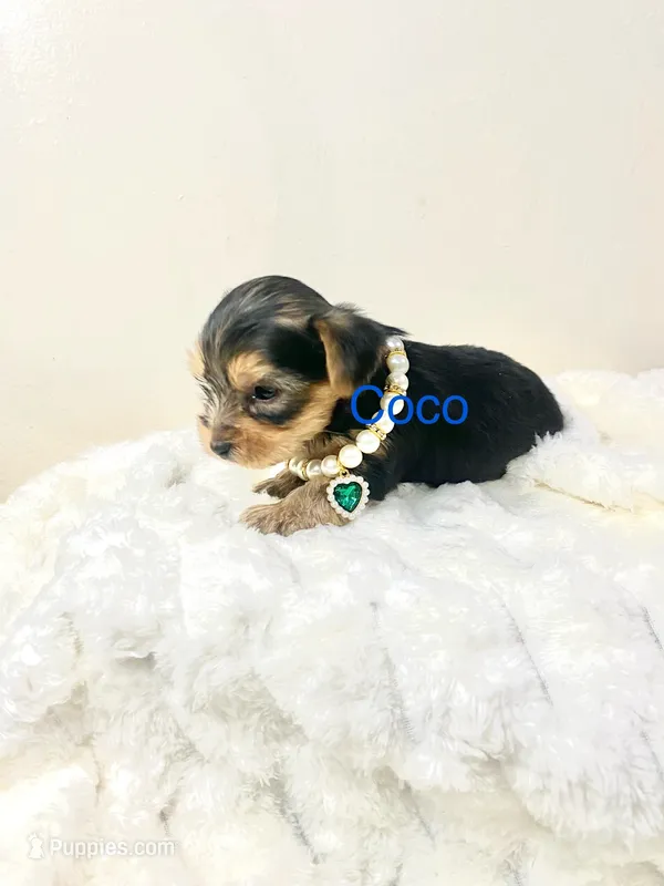 Coco