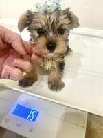 Tcup Peter , a male Yorkshire Terrier for sale in Fort Myers, FL – 4 of 4