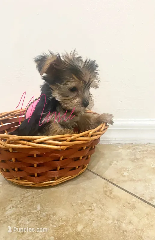 Tesa – Yorkshire Terrier puppy for sale in Fort Myers, FL