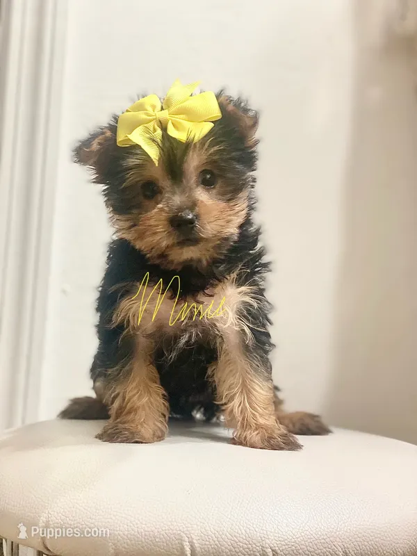 Sasha – Yorkshire Terrier puppy for sale in Fort Myers, FL