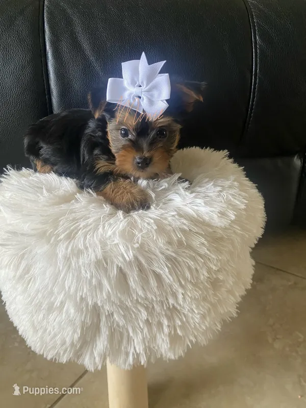 Summer – Yorkshire Terrier puppy for sale in Fort Myers, FL