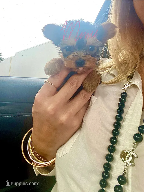 Tcup Dash  – Yorkshire Terrier puppy for sale in Fort Myers, FL