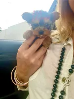 Tcup Dash , a female Yorkshire Terrier for sale in Fort Myers, FL – 1 of 3