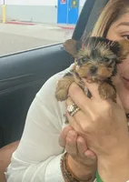 Tcup Dash , a female Yorkshire Terrier for sale in Fort Myers, FL – 3 of 3