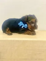 Peter, a male Yorkshire Terrier for sale in Fort Myers, FL – 2 of 2