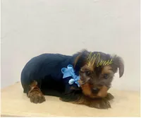 Peter, a male Yorkshire Terrier for sale in Fort Myers, FL – 1 of 2