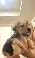 Jay Jay, a male Yorkshire Terrier for sale in Fort Myers, FL – 2 of 3