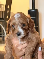 Teddy, a male Cavapoo for sale in Jacksonville, FL – 2 of 4