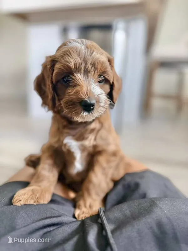 Teddy – Cavapoo puppy for sale in Jacksonville, FL