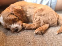 Teddy, a male Cavapoo for sale in Jacksonville, FL – 3 of 4