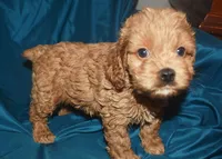 Adam-Reduced, a male Cockapoo for sale in Kosciusko, MS – 2 of 10
