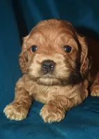 Adam-Reduced, a male Cockapoo for sale in Kosciusko, MS – 6 of 10