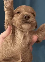 Cassidy, a male Cockapoo for sale in Kosciusko, MS – 3 of 3