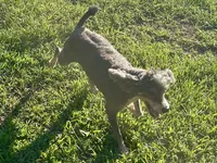 Swayze, a female Poodle - Toy  and Poodle - Miniature  for sale in Kosciusko, MS – Photo 5 of 7