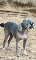 Swayze, a female Poodle - Toy  and Poodle - Miniature  for sale in Kosciusko, MS – Photo 4 of 7