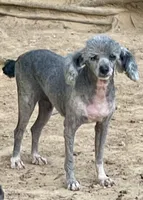 Swayze, a female Poodle - Toy  and Poodle - Miniature  for sale in Kosciusko, MS – Photo 7 of 7