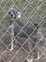 Swayze, a female Poodle - Toy  and Poodle - Miniature  for sale in Kosciusko, MS – Photo 3 of 7