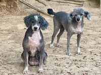 Swayze, a female Poodle - Toy  and Poodle - Miniature  for sale in Kosciusko, MS – Photo 2 of 7