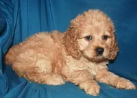 Dana, a female Cockapoo for sale in Kosciusko, MS – Photo 10 of 10
