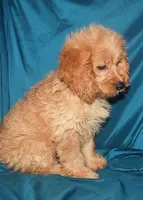 Dana, a female Cockapoo for sale in Kosciusko, MS – Photo 4 of 10