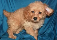 Dana, a female Cockapoo for sale in Kosciusko, MS – Photo 2 of 10