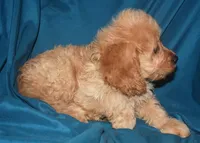 Dana, a female Cockapoo for sale in Kosciusko, MS – Photo 7 of 10