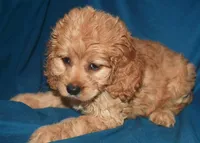 Dana, a female Cockapoo for sale in Kosciusko, MS – Photo 9 of 10