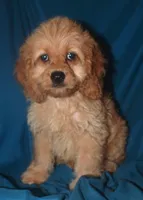 Dana, a female Cockapoo for sale in Kosciusko, MS – Photo 6 of 10